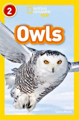 Owls - фото 21365