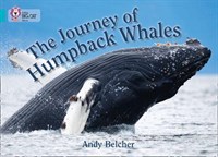 Collins Big Cat — The Journey Of Humpback Whales: Band 07/turquoise