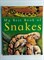 My Best Book of Snakes 9780753412756 - фото 16699