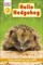 Hello Hedgehog - фото 17416