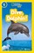Dive, Dolphin! - фото 21356