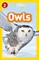 Owls - фото 21365