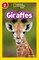 Giraffes - фото 21367