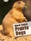 Black-tailed Prairie Dogs - фото 22149